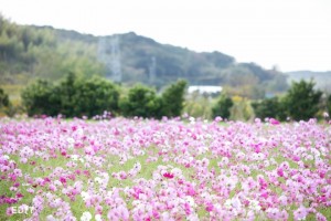 杉浦さんの休耕地のコスモス 地域の風景を色鮮やかにしている