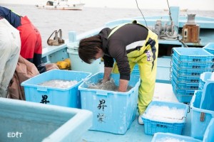 素手で氷水をかき混ぜ鮮度を保つ