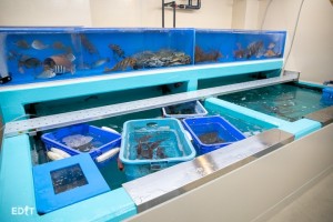 新鮮な魚を間近で見ることができる「生簀」