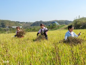 低農薬栽培のため 草むしりは大忙し