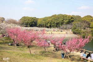 3月頃には写真のような見頃を迎えます