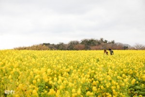 菜の花の黄色の絨毯！