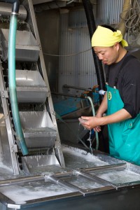 魚の状態にあわせ、製法を調節する