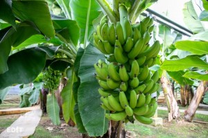 知多半島で実る万助バナナ
