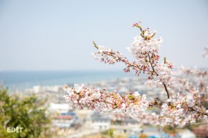 海と空と桜が一度に楽しめる