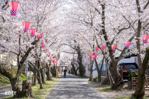 境内へ向かう参道が美しい