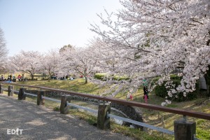 桜の木の下で花見を楽しむ