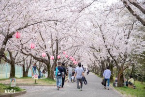 空がすべて桜で埋め尽くされる ここでしか味わえぬ散歩道