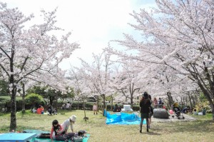 地域住民のお花見のメッカとなっている