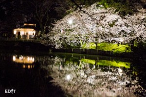 ライトアップされ水面に映る夜桜