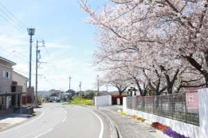 入口の桜が出迎えてくれる