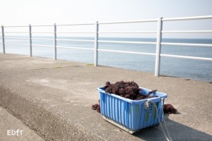 島の様子が垣間見える道中